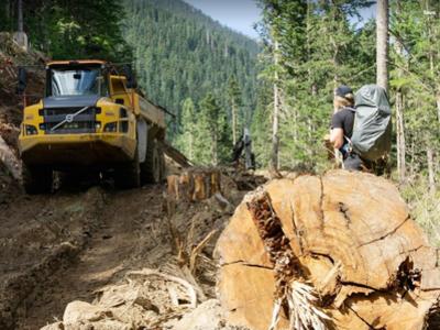 logging