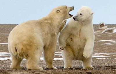 bears