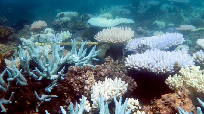 GBRCoralBleaching