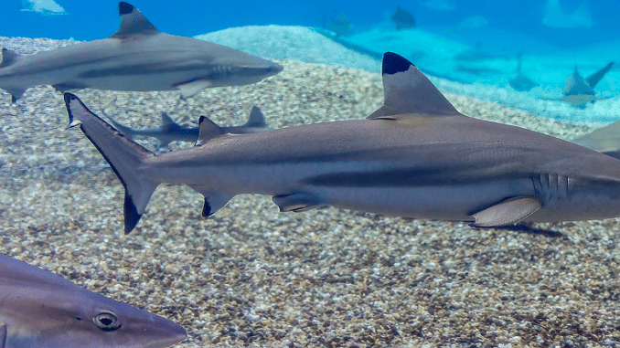 reef sharks