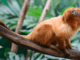 golden lion tamarin