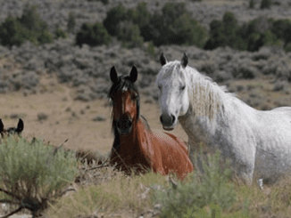 Mustangs Colorado