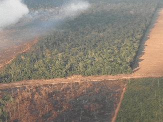 Fragmented Amazon forest