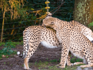 cheetahs Florida