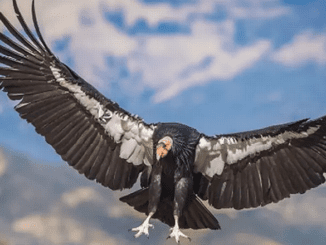 California condor