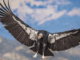 California condor