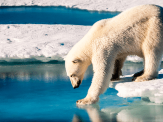 polar bear