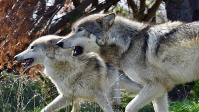 WolvesWolfPark gray wolves, Wolf Park, Indiana