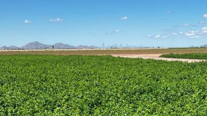 alfalfa in Arizona