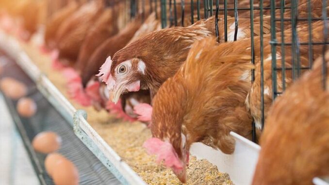 ChickensEggs commercial chicken house